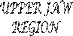 Upper Jaw Region