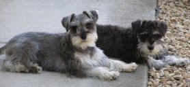 dixie and roxie