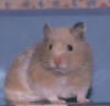 Posing for the camera. *say cheese!*
