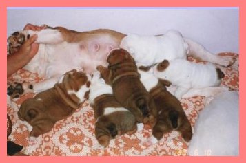 /user/litter1pink.jpg
