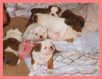 /user/litter2pink.jpg