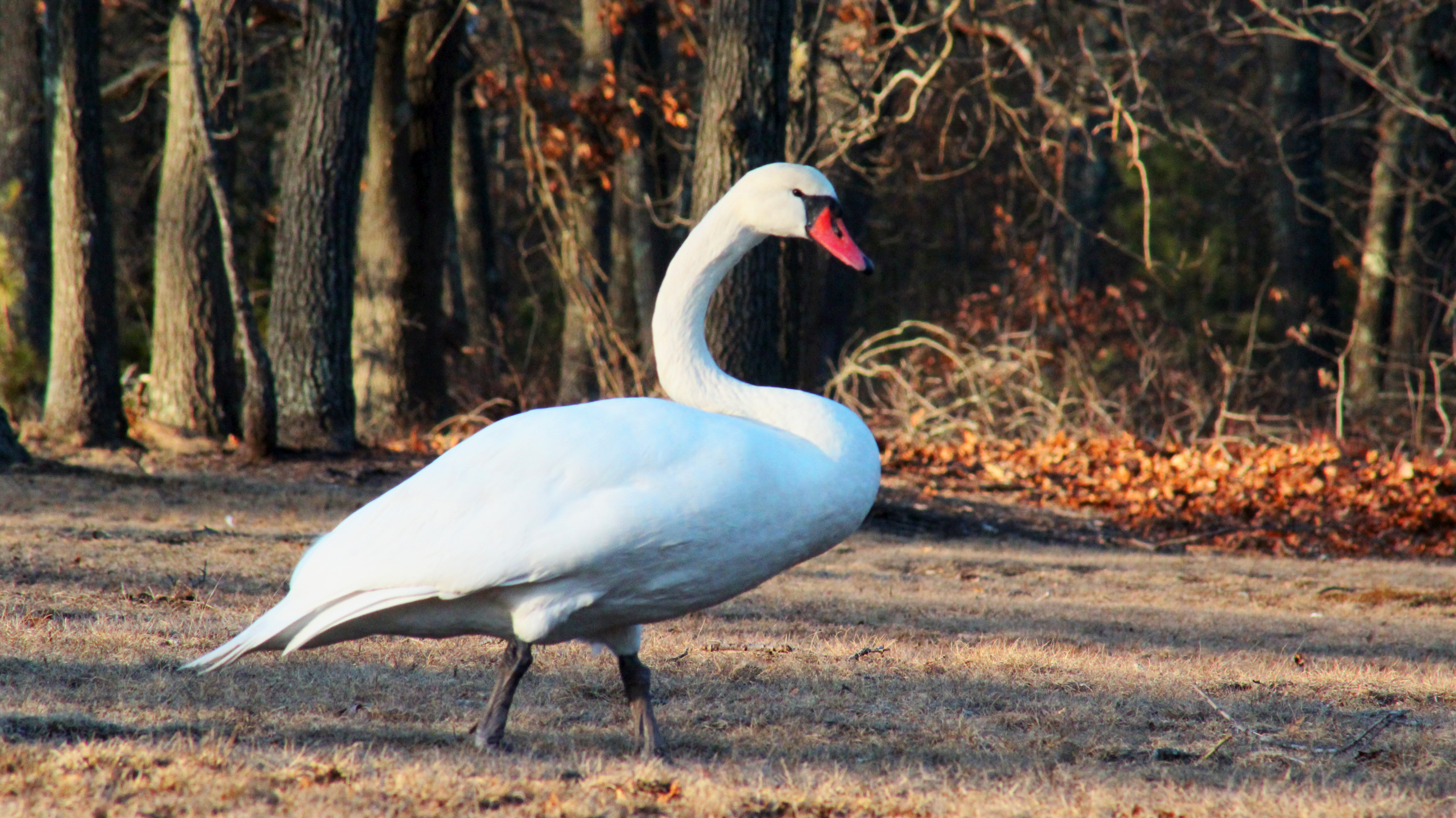 swan