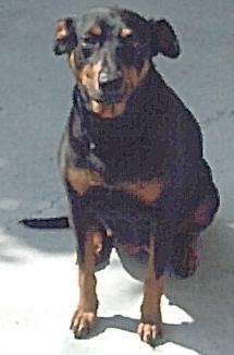 Rest In Peace My Beautiful PRECIOUS