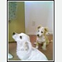 My new pups Cotton & Rocky