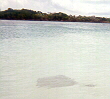 ray swimming by