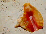 pretty conch shell