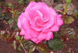 It's not any other name, it really is a rose!