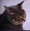 meeeooow