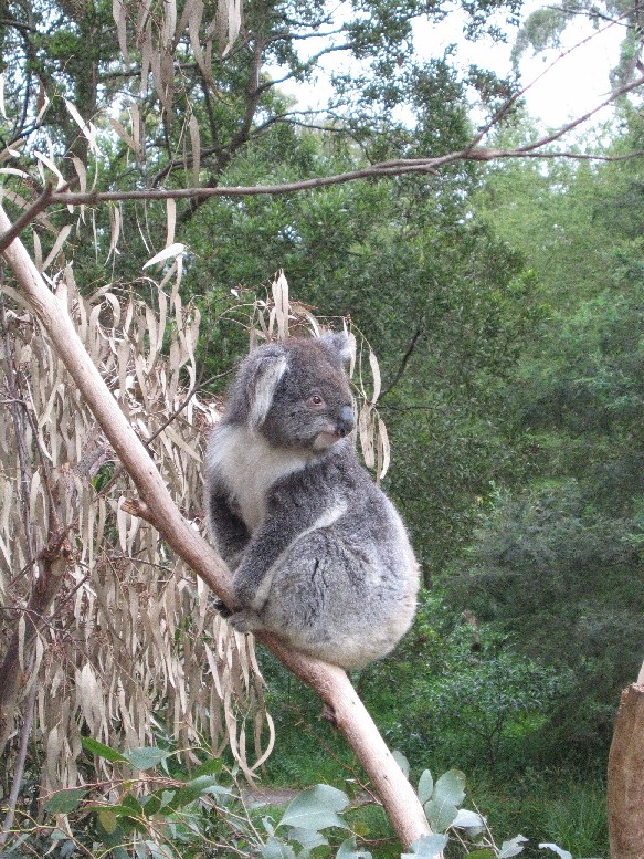 koala0162_1.jpg