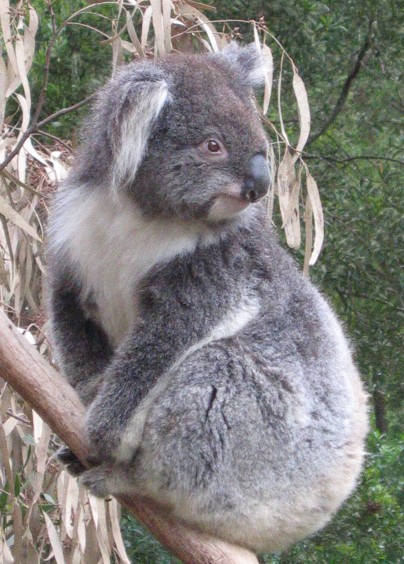 koala0162_2.jpg