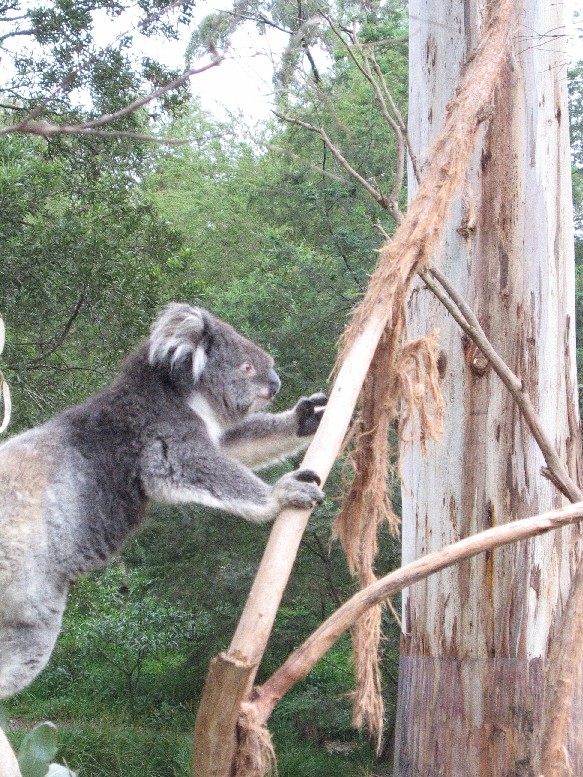 koala0163_1.jpg