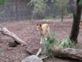 dingo0158_1.jpg