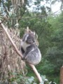 koala0162_1.jpg