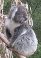 koala0162_2.jpg