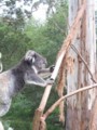 koala0163_1.jpg