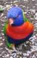 lorrikete0142_1.jpg