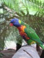 lorrikete0146_1.jpg