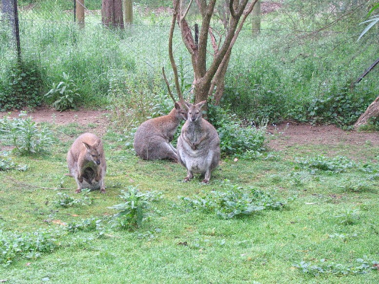 wallabies_1.jpg