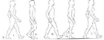 Normal Gait