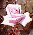 Visit Eagle's Lair for flowers like this rose image