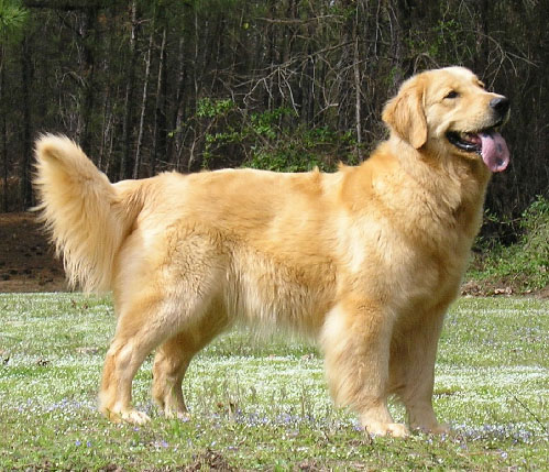 golden retriever hair golden retriever hair foto 2017 golden retriever hair golden retriever hair foto 2017