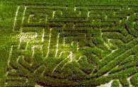 Corn Field Maze in Hondo