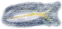 This is a clone of a fish graphic using a lava canvas for a different texture.