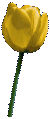 One rose animated using the colorization technique.