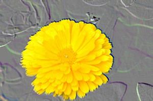red alpha channel used to select flower.