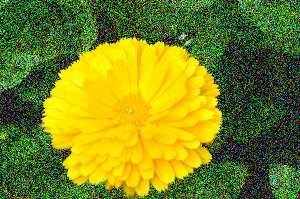 Flower enhanced by adding 74% noise to the background