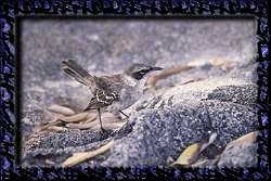 filters were used to make this frame around the image.