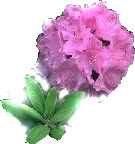 This flower was fun to make with the tools in PSP!