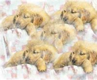 This has many clones of one puppy using the cloud canvas.