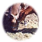 Mom and baby horses