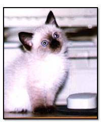 Mew!