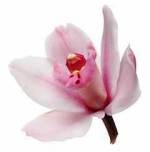 Can you smell this? Ahhh reminds me of spring!