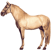 What a nice horse this is!