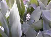 Lily of the Valley Desktop Theme