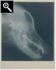 xray