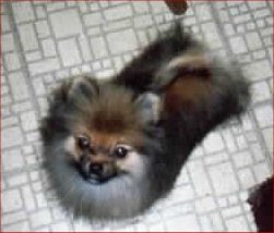 Alvin