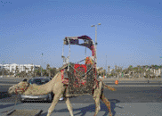 Camel Ride