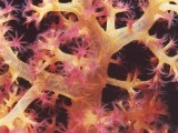 Red Sea Coral