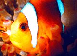Clown Fish