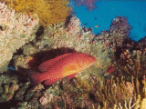 Coral Rock Cod