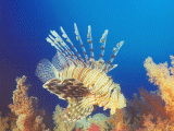 Lion Fish