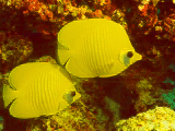 Masked Butterfly Fish