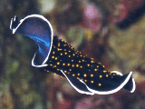 Polyclad Flat Worm