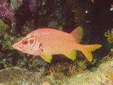 Long Jawed Squirrelfish