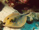 Blue Spotted Stingray