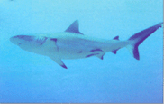 Red Sea Shark